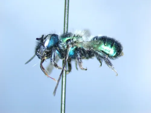 Osmia bella