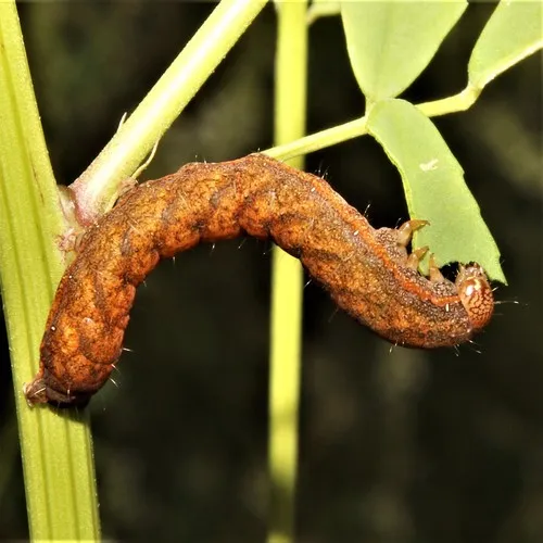 Speckled Cutworm Moth