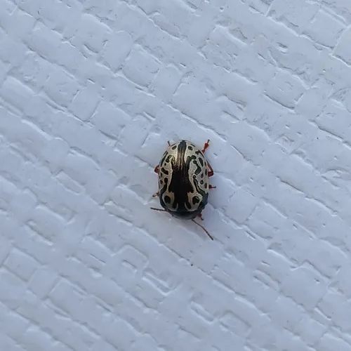 Confluent Leaf Beetle