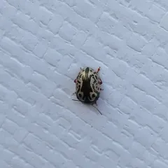 Confluent Leaf Beetle thumbnail 1