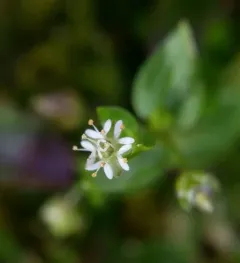 northern starwort thumbnail 4