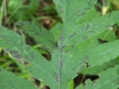 Uredinopsis americana thumbnail 4