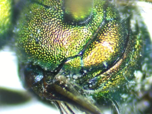 Osmia exigua