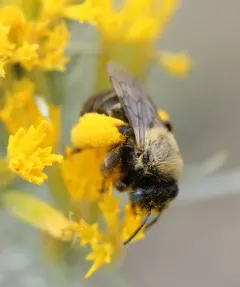 Mothered Long-horned Bee thumbnail 2