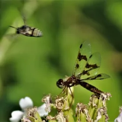 Eastern Amberwing thumbnail 2