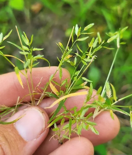 Teal Lovegrass