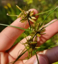 Yellow Flatsedge thumbnail 2