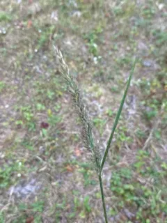 Nuttall's Reedgrass thumbnail 3