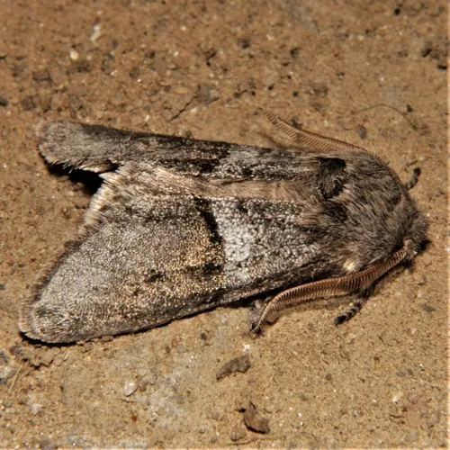 Gray Sallow