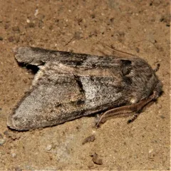 Gray Sallow thumbnail 1
