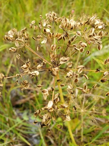 Western Cowbane