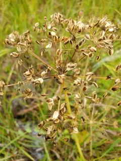 Western Cowbane thumbnail 1