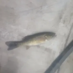 Smallmouth Bass thumbnail 4
