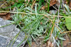 Alpine Cudweed thumbnail 2
