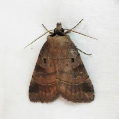 Pale-banded Dart thumbnail 4