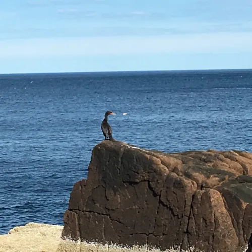 Double-crested Cormorant