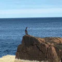Double-crested Cormorant thumbnail 1