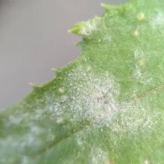 Golovinomyces senecionis thumbnail 2