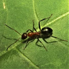 Variable Field Ant thumbnail 2