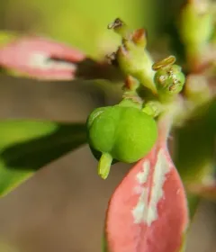 painted leaf thumbnail 3