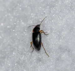 Notiobia terminata thumbnail 4