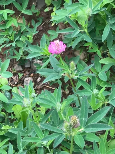 Zigzag Clover