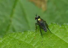 Argyra nigriventris thumbnail 2