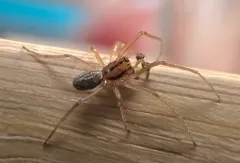 Pachygnatha tristriata thumbnail 3