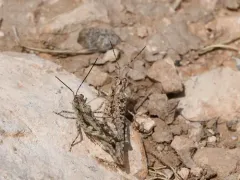 Hayden's Grasshopper thumbnail 4