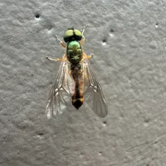 Twin-Spot Centurion Fly thumbnail 3