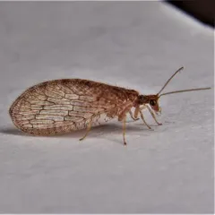 Micromus posticus thumbnail 2