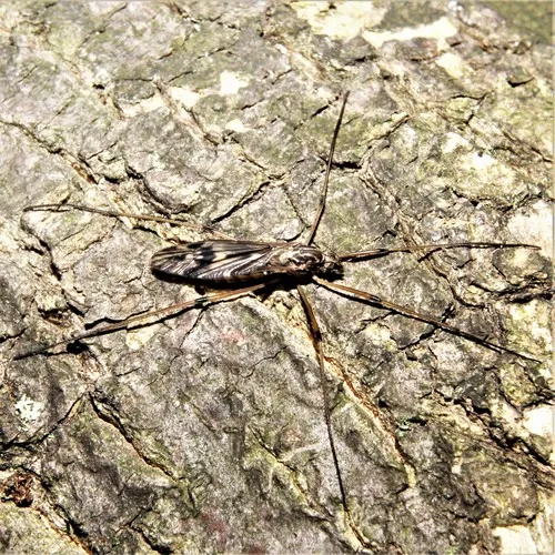 Tipula hermannia