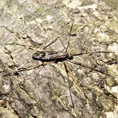 Tipula hermannia thumbnail 1