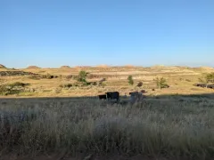 Domestic Cattle thumbnail 3