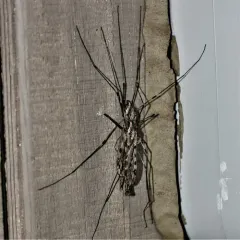 Giant Crane Fly thumbnail 2