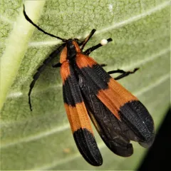 Reticulated Net-winged Beetle thumbnail 1