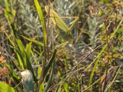 Texas Bush Katydid thumbnail 4