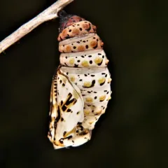 Baltimore Checkerspot thumbnail 4