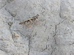 Kiowa Grasshopper thumbnail 2