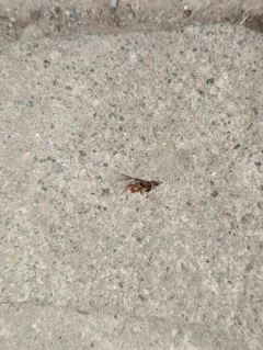 Wide-legged Citronella Ant thumbnail 3