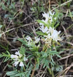 Loose-flower Milkvetch thumbnail 2