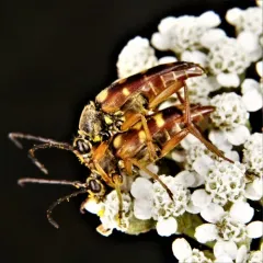 Banded Longhorn Beetle thumbnail 2