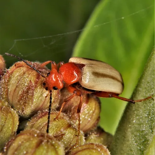 Zonitis bilineata
