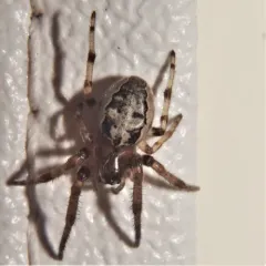Furrow Orbweaver thumbnail 3
