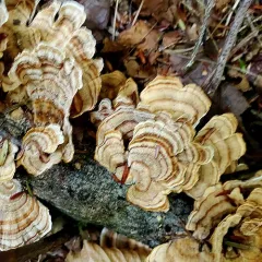 False Turkeytail thumbnail 3