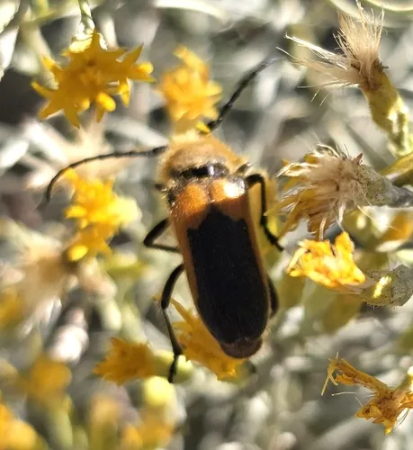 Beautiful Longhorned Beetle