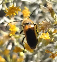 Beautiful Longhorned Beetle thumbnail 1