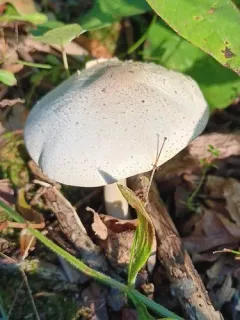Agaricus approximans thumbnail 2