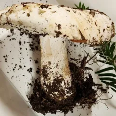 Russula cascadensis thumbnail 4