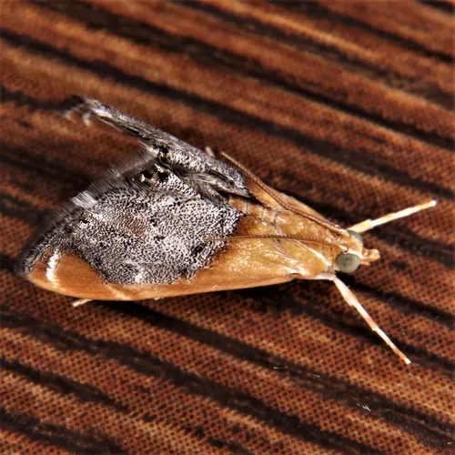 Sooty-winged Chalcoela Moth